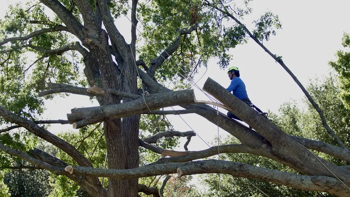 Professional Crown Thinning performed by certified arborists in Buna